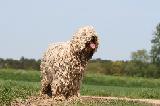 KOMONDOR